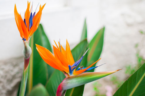 Bird of Paradise Plant